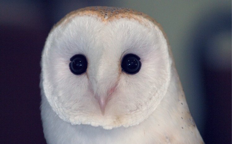 Barn Owl Theme screenshot #9