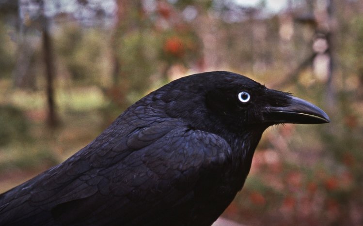 Crow Theme screenshot #16