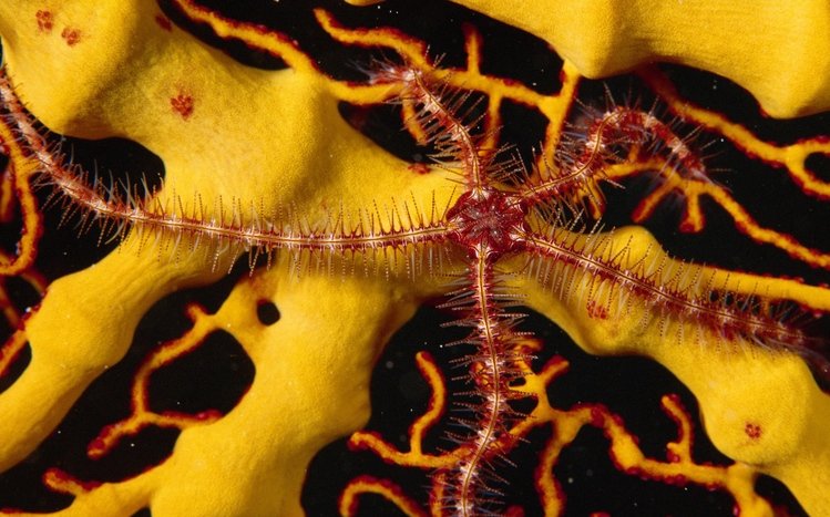 Sea Life Theme screenshot #14