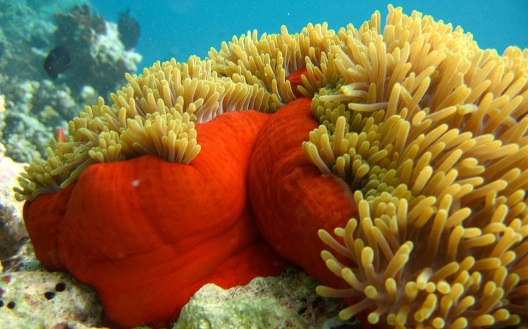 Sea Life Theme screenshot #18