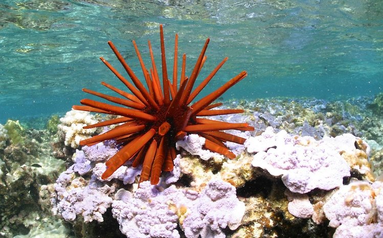 Sea Life Theme screenshot #3