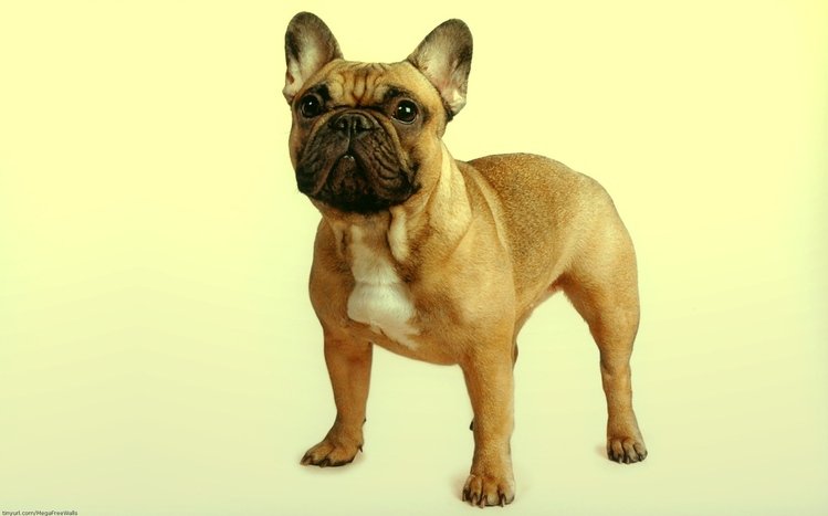 French Bulldog Theme screenshot #1
