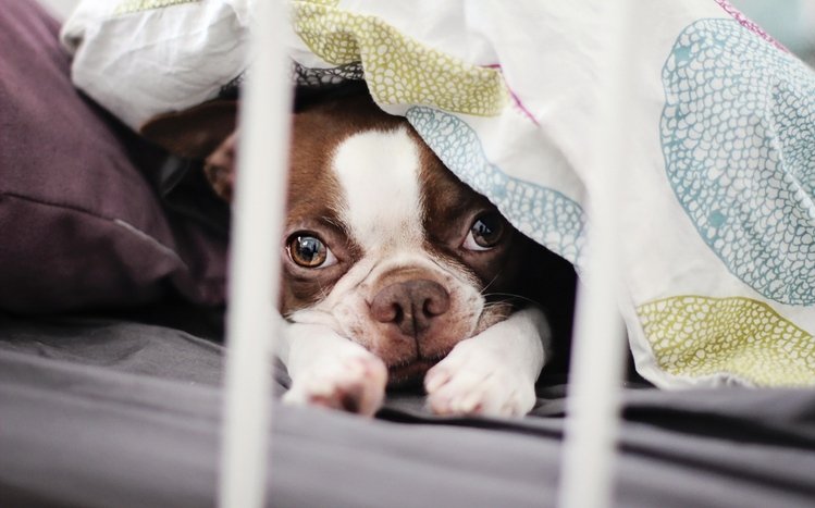 French Bulldog Theme screenshot #12