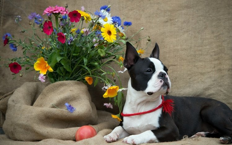 French Bulldog Theme screenshot #13