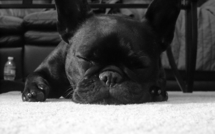 French Bulldog Theme screenshot #3