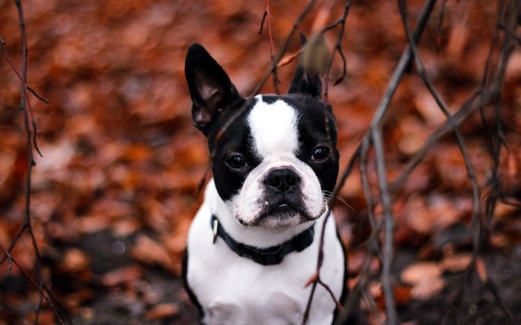 French Bulldog Theme screenshot #6