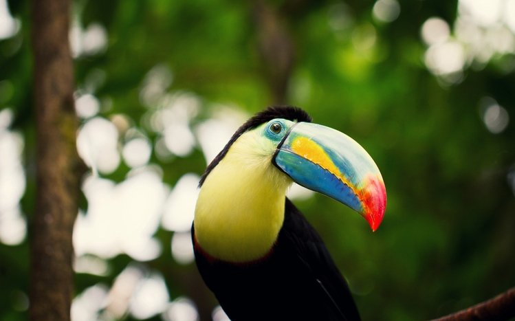Toucan Theme screenshot #10