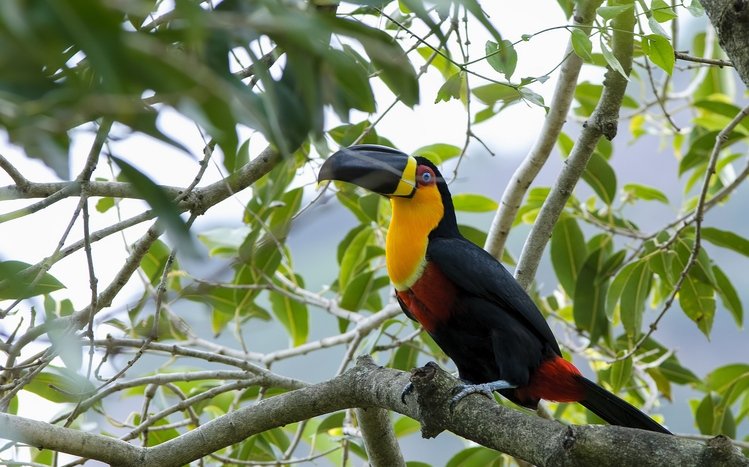 Toucan Theme screenshot #13