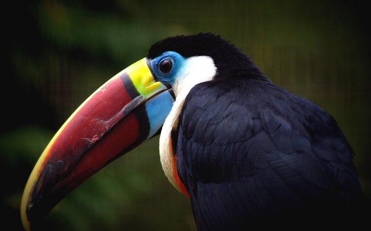 Toucan Theme screenshot #8