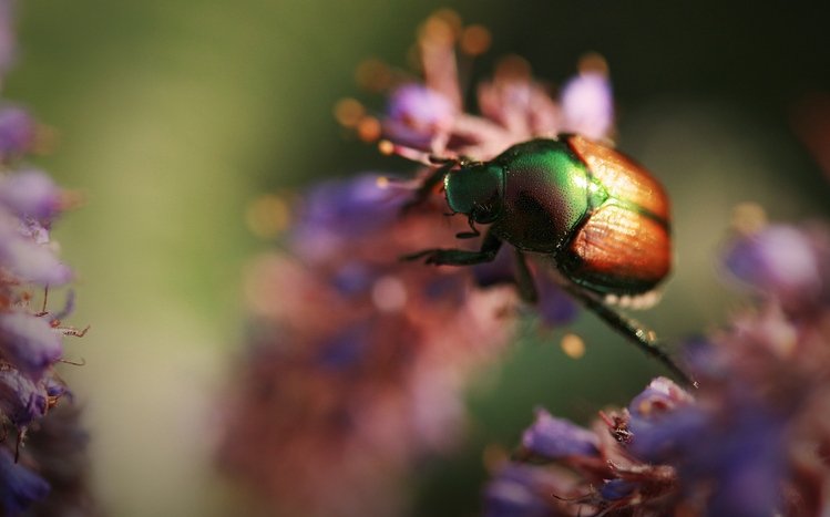 Beetle Theme screenshot #10