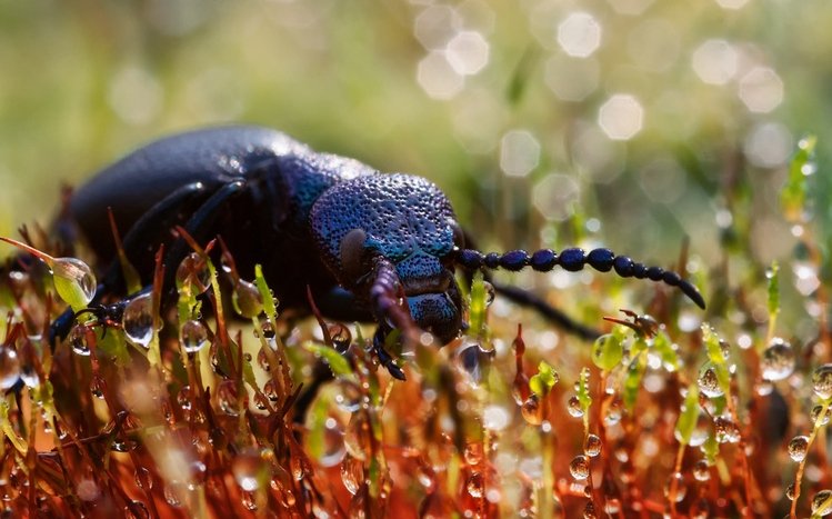 Beetle Theme screenshot #12