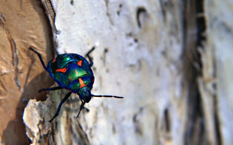 Beetle Theme screenshot #14