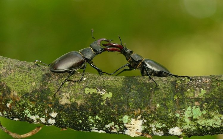 Beetle Theme screenshot #15