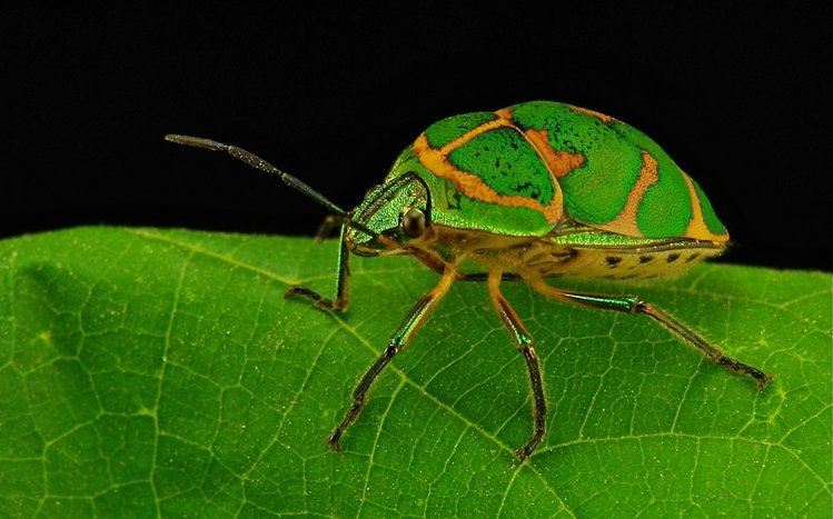 Beetle Theme screenshot #16