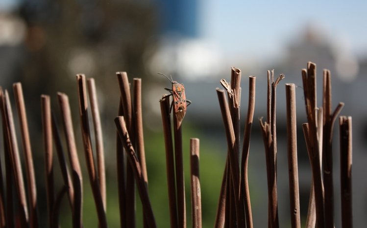 Beetle Theme screenshot #9