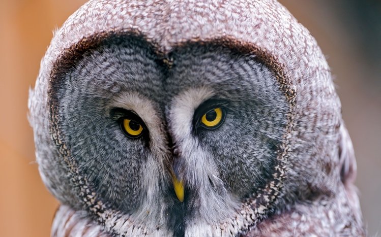 Great Grey Owl Theme screenshot #1