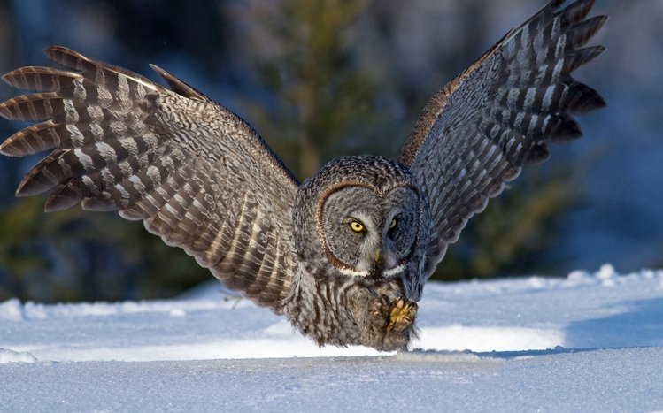 Great Grey Owl Theme screenshot #11