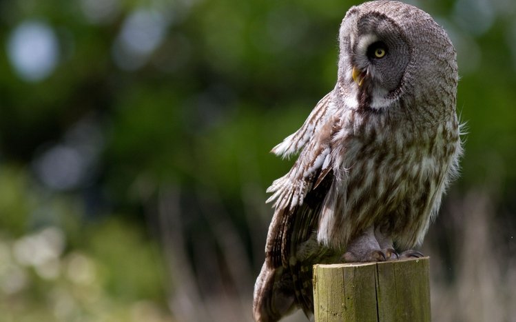 Great Grey Owl Theme screenshot #13