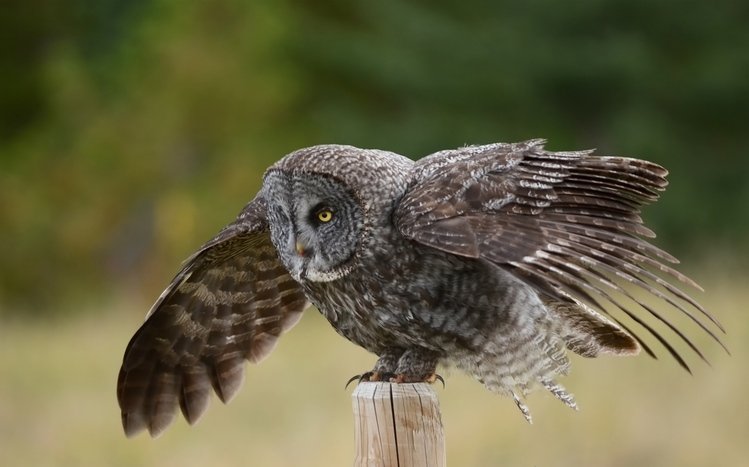 Great Grey Owl Theme screenshot #5