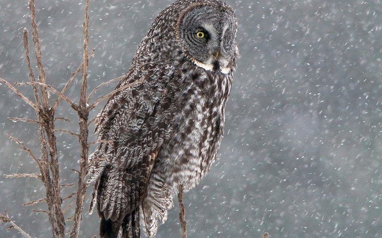 Great Grey Owl Theme screenshot #6