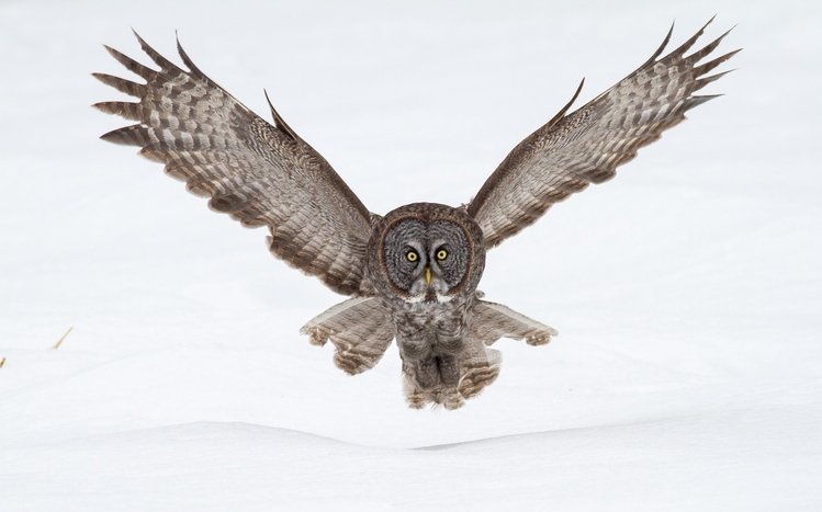 Great Grey Owl Theme screenshot #8