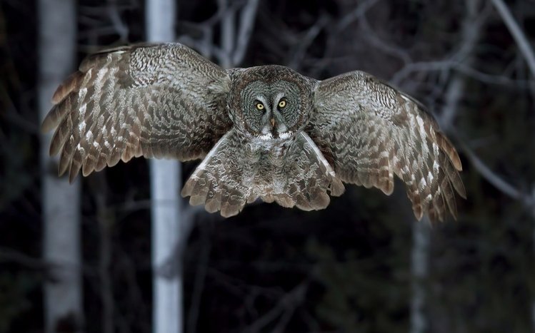 Great Grey Owl Theme screenshot #9