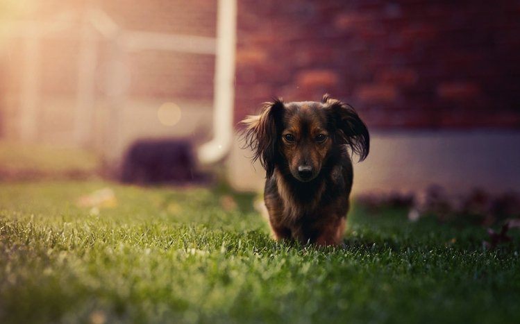 Dachshund Theme screenshot #13
