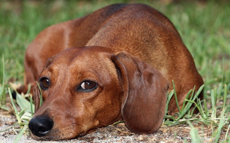 Dachshund Theme screenshot #14