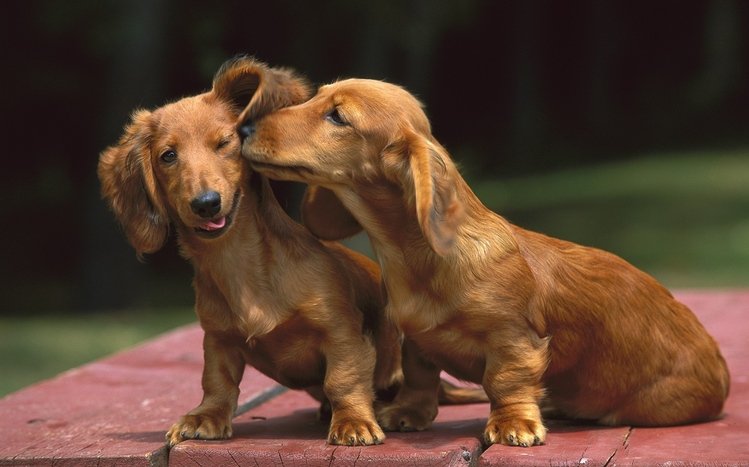 Dachshund Theme screenshot #9
