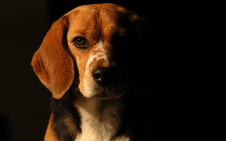 Beagle Theme screenshot #9