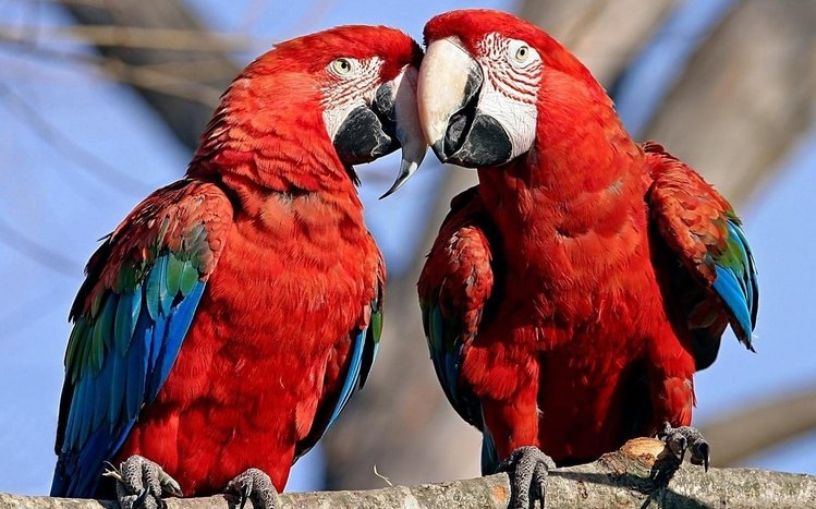 Red And Green Macaw Theme screenshot #10