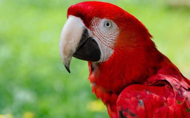 Red And Green Macaw Theme screenshot #12
