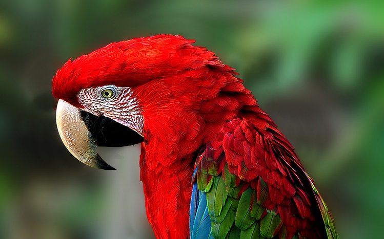 Red And Green Macaw Theme screenshot #14