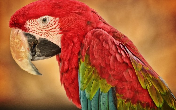 Red And Green Macaw Theme screenshot #2