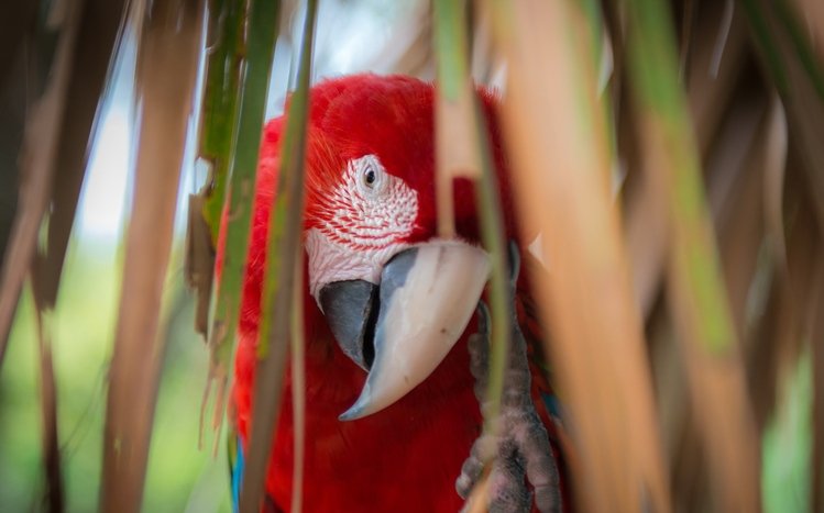 Red And Green Macaw Theme screenshot #3