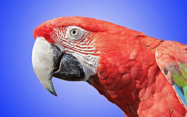 Red And Green Macaw Theme screenshot #5