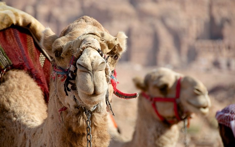 Camel Theme screenshot #12