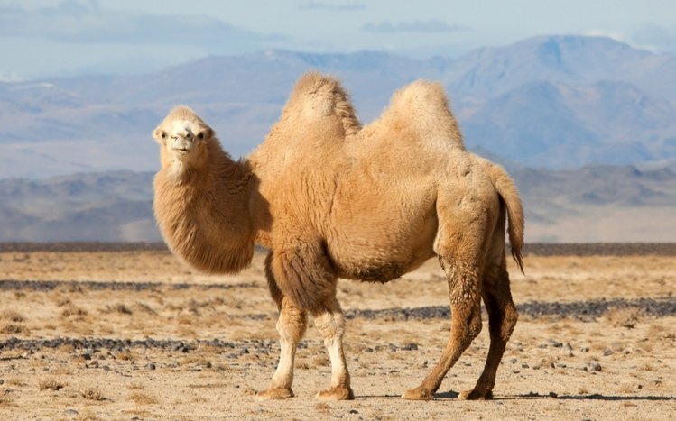 Camel Theme screenshot #14