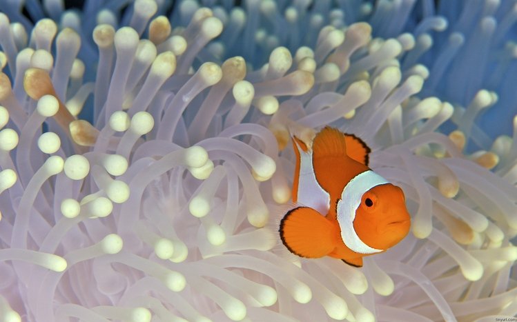 Clownfish Theme screenshot #1