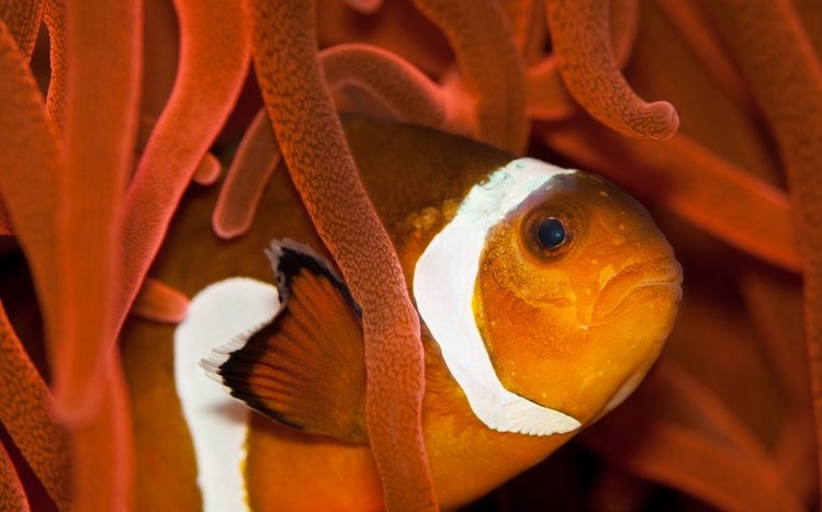 Clownfish Theme screenshot #10