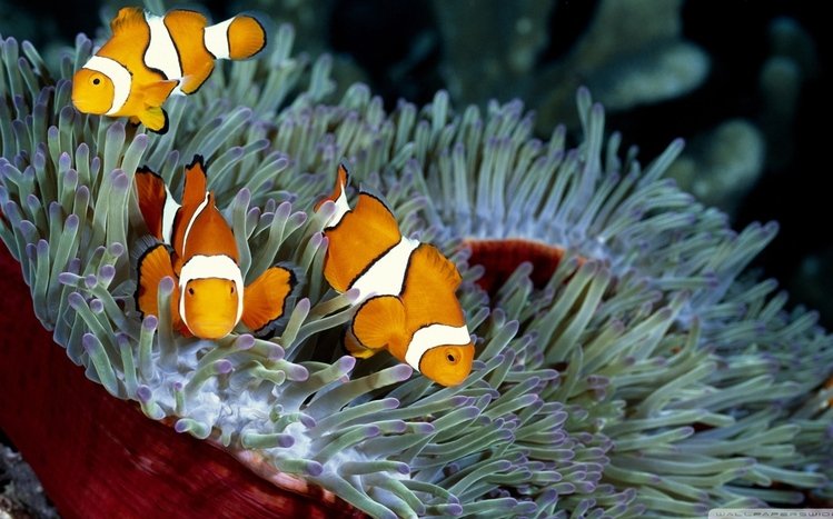 Clownfish Theme screenshot #14