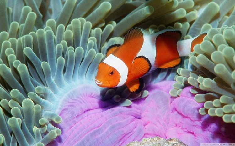 Clownfish Theme screenshot #15