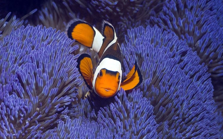 Clownfish Theme screenshot #4