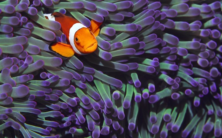 Clownfish Theme screenshot #5