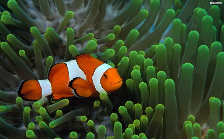 Clownfish Theme screenshot #9