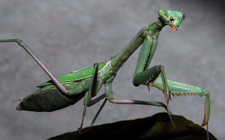 Praying Mantis Theme screenshot #1