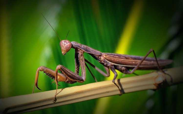 Praying Mantis Theme screenshot #11