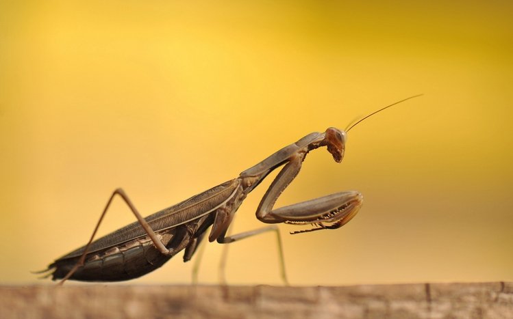 Praying Mantis Theme screenshot #12