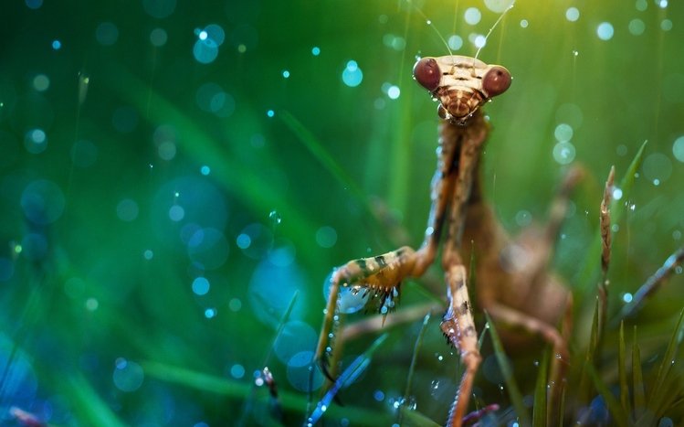 Praying Mantis Theme screenshot #4