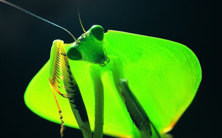 Praying Mantis Theme screenshot #5
